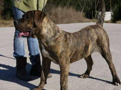 BOSS DE ZOOCOSMOS