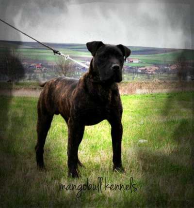 PRESA'S SPIRIT A-MARS