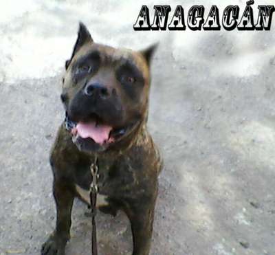 TARA DE ANAGACAN
