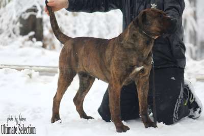 BIMBA