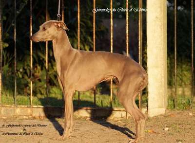 Givenchy Du Chien D'Ebène