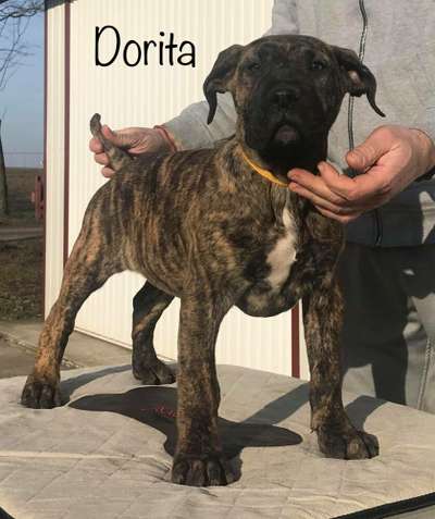 DORITA DE TIERRA GRANCAN