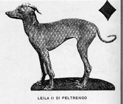 Leila Ii Di Peltrengo