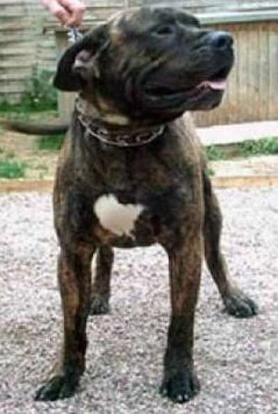 GINGO