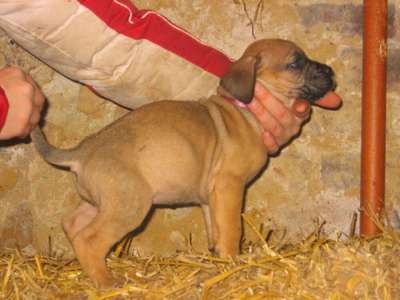 CISSY DES GARDIENS DES PELERINS