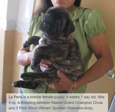 BRAVO KENNEL’S LA PERLA