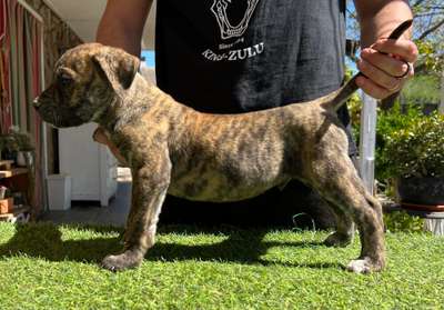 VARON DE KING ZULU