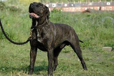 DIESEL J7