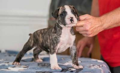 BRUISER DE REY GLADIATOR RIVER CITY