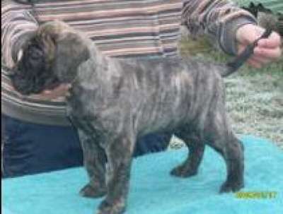 BRUTUS EL PANNON PERRO DE PRESA