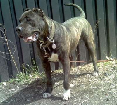 LOLA HAMILTON (FOSTER'S LOLA ZENA)