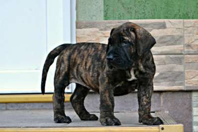 SYA BULLSARA DEL PEMBA