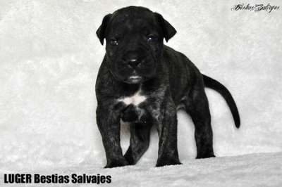 LUGER BESTIAS SALVAJES