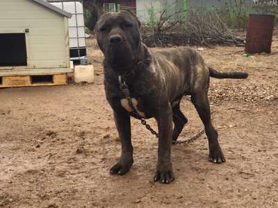 TALOS DE PERRO DE PRESA BECERRIL