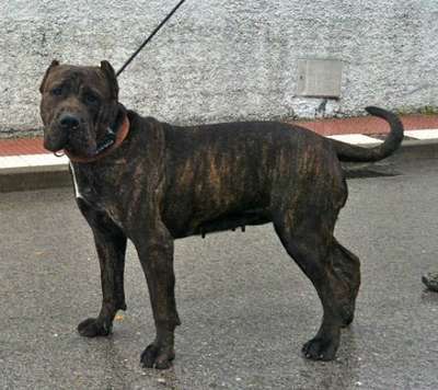 NOA PERRO DE PRESA DE BECERRIL