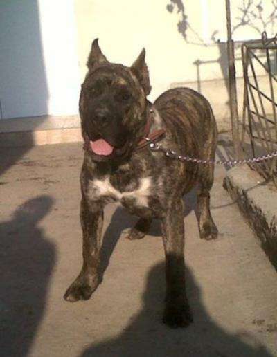 TURBO BULLSARA DEL PEMBA (TYSON)
