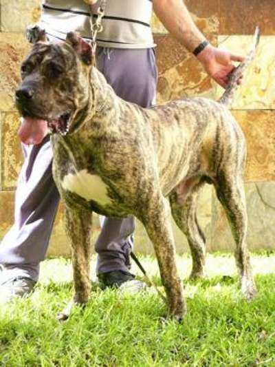 DANDY DEL FAYCANATO