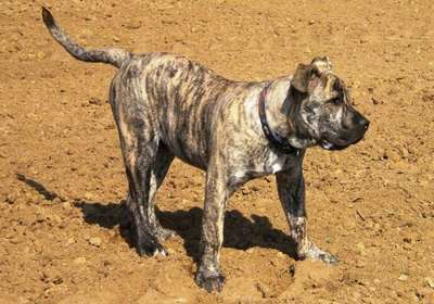 BRISCO DE LA CASA AMISTOSA