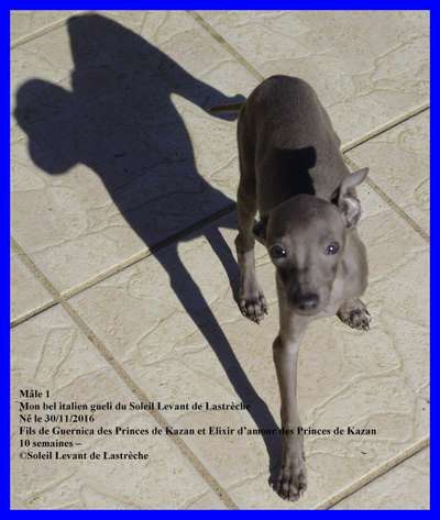 Mon Bel Italien Gueli Du Soleil Levant De Lastrèche