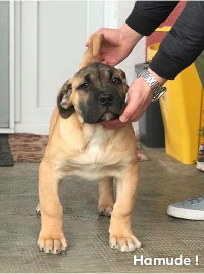 HAMUDE DE MILKY WAY KENNEL