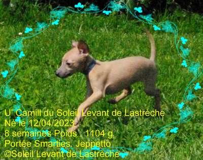 U'Camill Smaje Du Soleil Levant De Lastreche
