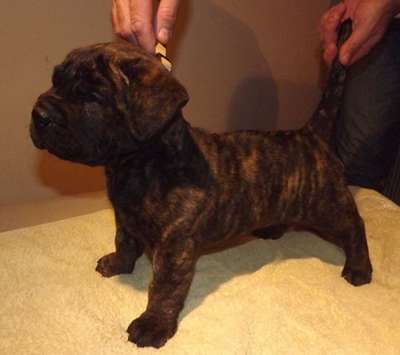 BRINDLE HOOLIGANS AMILY
