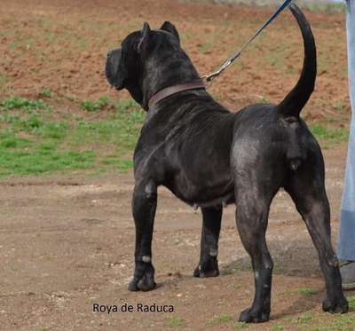 ROYA-RDK DE RADUCA