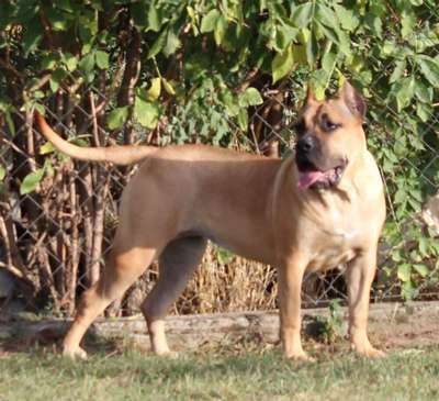 OSIRIA BULLSARA DEL PEMBA
