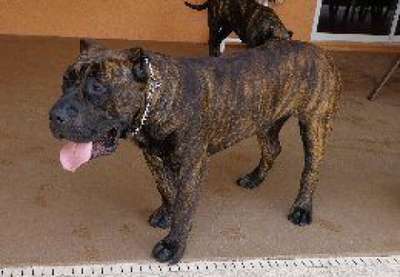 CABO DE AMERICAN BRED KENNEL