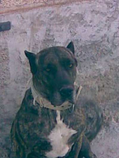 LINDA DE PERRO DE LA TIERRA