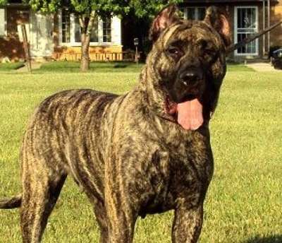 VALKYRIA BALUARTE DE LOS PERROS