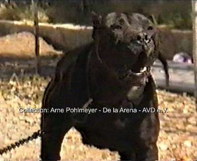 MORO DE ANCOR WARRIOR (1986)