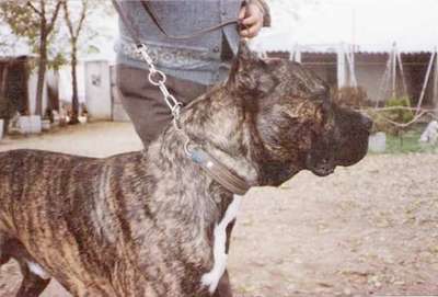 MENCEY ATLAS ASIO (ALI BABA)