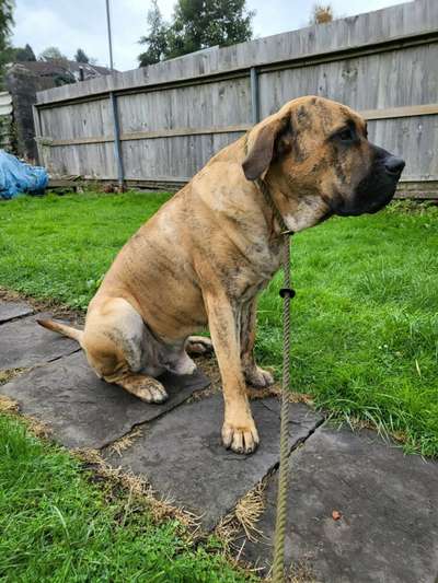 BOSS BULL CANARIO MAJOR