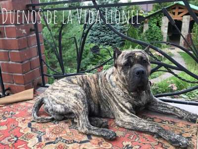 DUENOS DE LA VIDA LIONEL