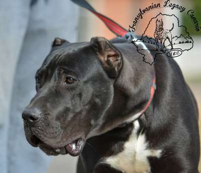 PACHO TRANSYLVANIAN LEGACY CANARIO