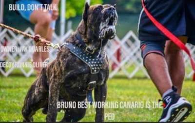 CURTO BEST WORKING CANARIO