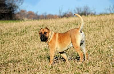 ARMANDO PERROS DE TOROS (TAIPAN)