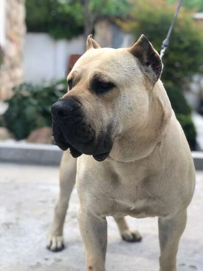 CANELO DE LOS MENCEYES