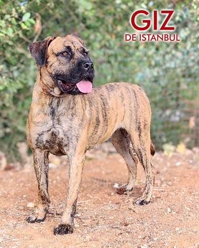 GIZ DE ISTANBUL