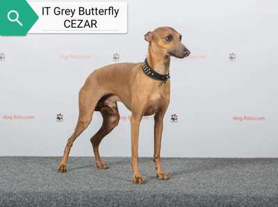 It Grey Butterfly Cezar