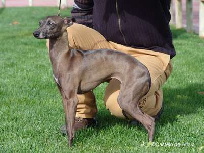 Skogsville's Every Inch A Lady
