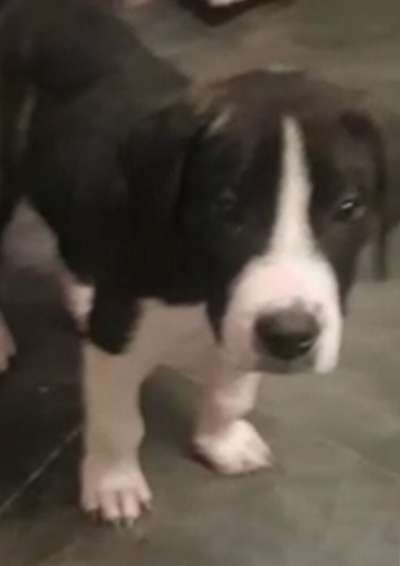 MURPHY
