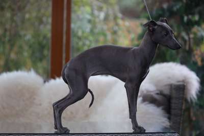 Bedeta Feritte Bugsy