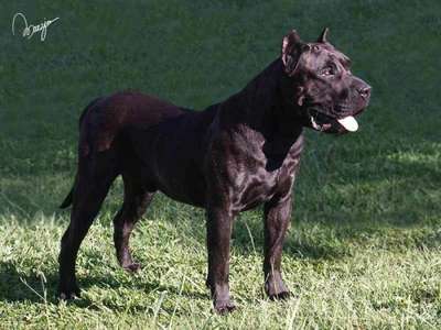 DRAGO DE TAMARAN BULL