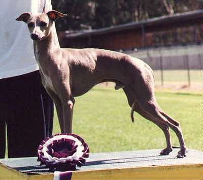 Wondoan Wrebellion