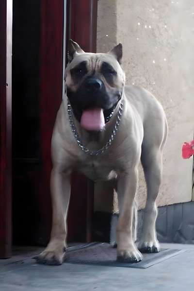 Perros Canarios Oros Diera (taura)