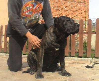 GYULA HOSE DAISY (KIA)