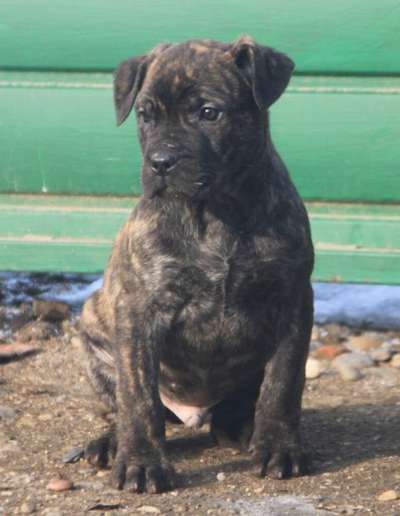 GOTTI DE SANGREFRIA