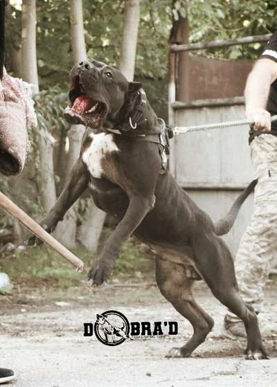 KING DEL DOBRA'D KENNEL